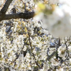 Cerezos en Flor