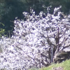 Primavera en el norte extremeño