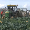 Jornaleros trabajando en el campo extremeño