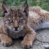 Imagen de uno de los cachorros de lince ibérico nacidos este año 