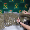 Cogollos de marihuana incautados por la Guardia Civil 