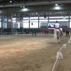Los primeros caballos ya se exhiben en Ecuextre, en las instalaciones de IFEBA 