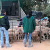 Agentes de la Guardia Civil encerrando a un rebaño de ovejas