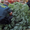 Guardia Civil incautando una plantación de marihuana en Olivenza