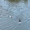 Mujer rescatando a su perro en el Guadiana