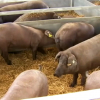 Ejemplares de cerdo ibérico en la Feria de Zafra
