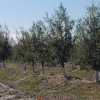 Plantación de Saucedilla donde se está investigando en la producción precoz de bellotas