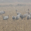 Grullas en Navalvillar de Pela