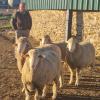 Ejemplares de carneros descendientes de cruce entre Cabaña Perales y merino australiano  Fuente de los Romeros