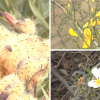 Flores brotadas en pleno invierno en la región