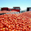 Recolección de tomate de Vegas Bajas