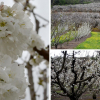 Imágenes de la floración en el Valle del Jerte