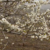 Cerezo en flor en el Valle del Jerte