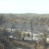 Incendio forestal en Perales del Puerto