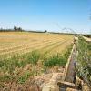 Explotación de Valdivia que ha cambiado la plantación de maíz por la de girasol