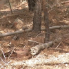 Combustible vegetal almacenado en el Parque Nacional de Monfragüe