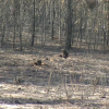 Terreno afectado por incendio