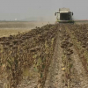 Campaña del girasol en Extremadura