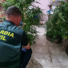 Plantas marihuana Guardia Civil