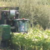 Tabaco en Extremadura