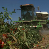 El tomate, clave para que Extremadura sea la 6ª región con mayor potencial en biometano