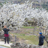 Cerezo en flor