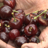 Cerezas agrietadas por la lluvia en el Valle del Jerte