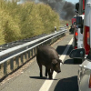 Cerdos por la carretera