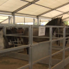 Feria ganadera de Fregenal de la Sierra