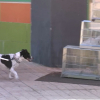 Perro paseando por una calle