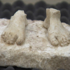 Los pies del Turuñuelo, la escultura griega más antigua de la península ibérica