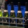 Cataluña compra cava base en Extremadura para la fabricación de sus marcas