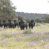 Toros en Táliga