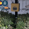 Plantación de marihuana en Badajoz