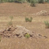 Emplazamiento de la futura planta de biometano en Oliva de Plasencia