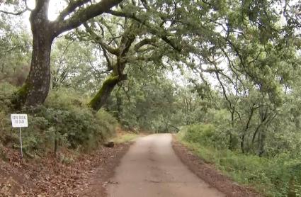 Bosques sinérgicos en La Vera