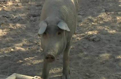Dos ganaderías porcinas de la región, reciben el Porc d'Or