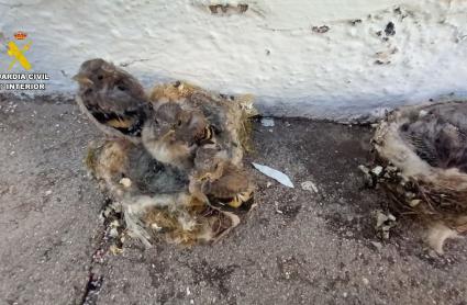 Investigados por capturar nidos de jilgueros y un erizo común en la provincia de Cáceres