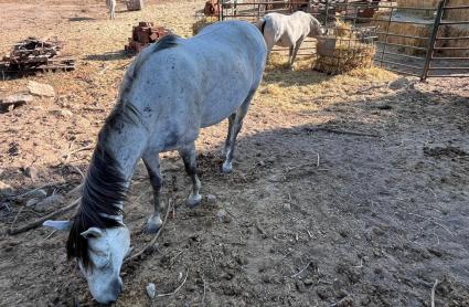 La Asociación Brego Ciudad Animal, de Villanueva de la Vera