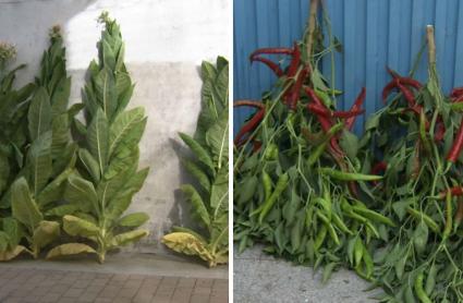 Feria del Tabaco y el Pimiento