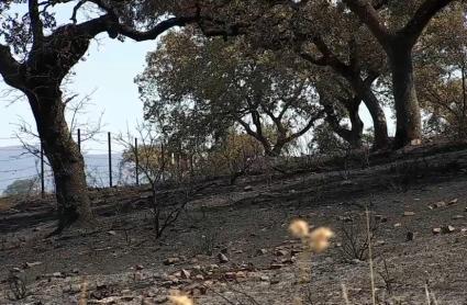 incendios forestales 