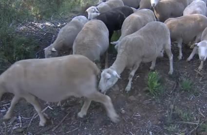 Detectan lengua azul en Portugal