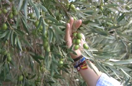 Las últimas lluvias han venido bien a la aceituna