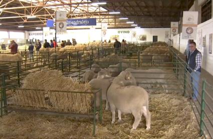 Feria Agroganadera de Trujillo