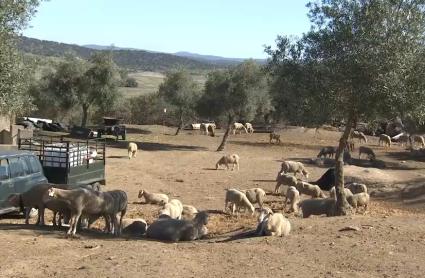 Expansión de la lengua azul en Extremadura