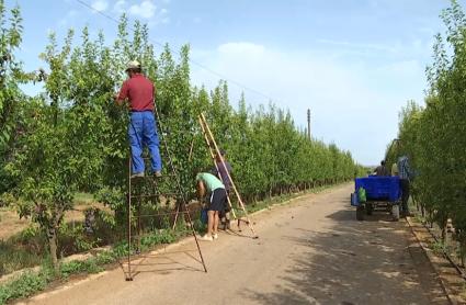 Mano de obra en el campo extremeño