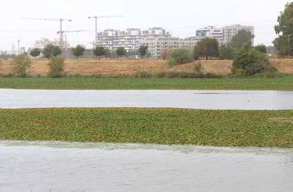 Nenúfar mexicano en Badajoz