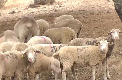 Notificados 32 nuevos focos de lengua azul en Extremadura