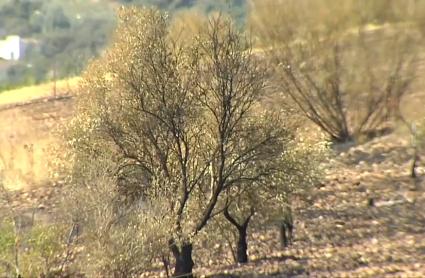 Investigado un vecino de Valdecaballeros por su presunta implicación en cinco incendios forestales