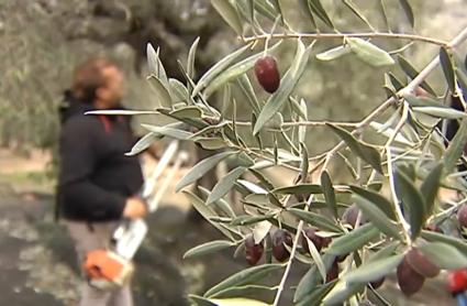 Temporero en la campaña de la aceituna